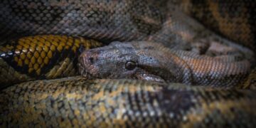 Ibiza, emergenza serpenti: biacchi sempre più numerosi e avvistati anche in mare