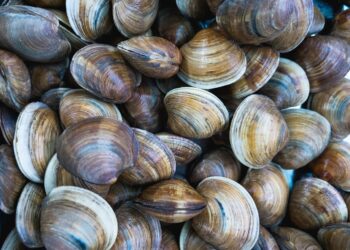 Vongole ritirate dal mercato per biotossine oltre i limiti: i lotti coinvolti
